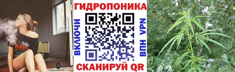 Конопля OG Kush  что такое   Сургут 